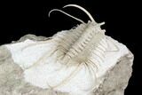 Spiny Boedaspis Trilobite - Museum Quality Specimen #180209-5